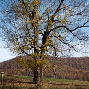 Landscape 3