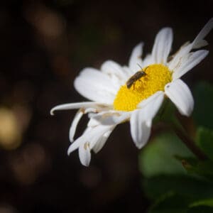 Nature-1